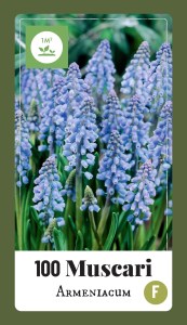 321.250 Label - 100 Muscari armeniacum5